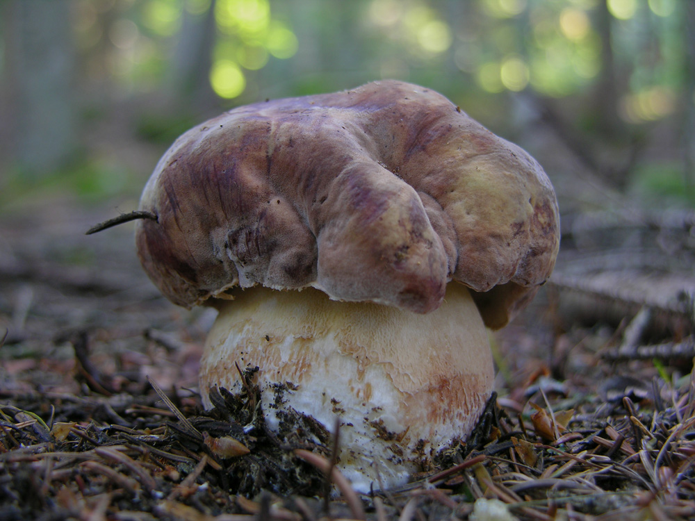 Piove domani si va a funghi.....